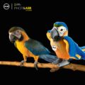 Steiff Lori papagáj - National Geographic sorozat