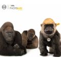 Steiff Boogie a gorilla - National Geographic sorozat
